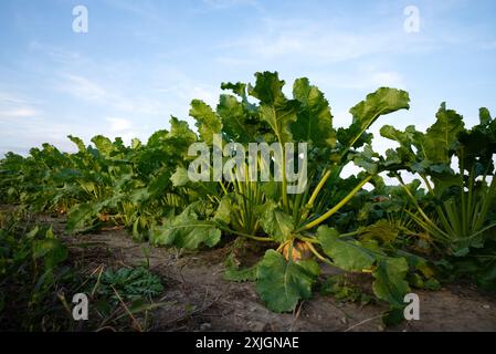 a sugar beet (Beta vulgaris) in the field, Rettenbach, Lower Bavaria, Germany Stock Photo
