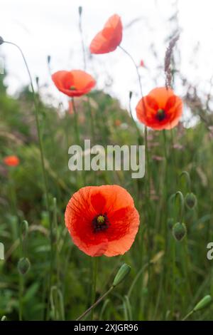 Close up of wild poppies in a meadow on a sunny summers morning Stock Photo