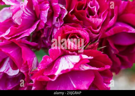 A close up of magenta roses on a summers day Stock Photo