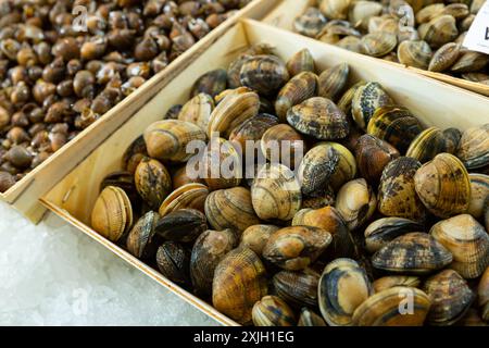 Fresh uncooked clams Stock Photo