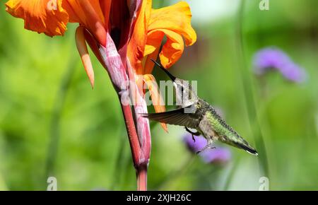 Closeup of a Ruby-throated Hummingbird in flight and feeding on nectar from an orange Cana Lily, Quebec, Canada Stock Photo