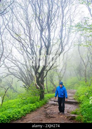 Single adult male hiking a trail on a cold and foggy morning along the Blue Ridge Parkway, North Carolina Stock Photo