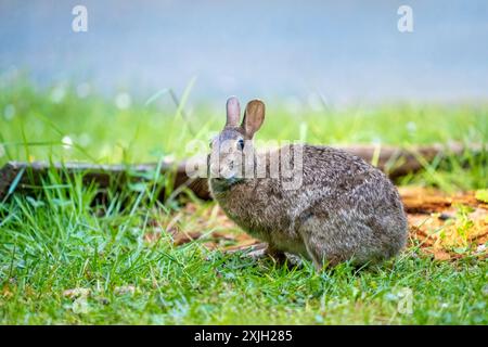Deception Pass State Park, Washington, USA.  Brush Rabbit in North Beach area munching grass. Stock Photo