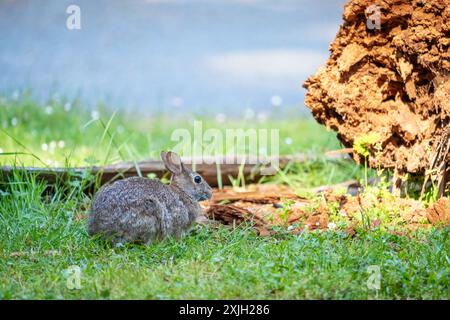 Deception Pass State Park, Washington, USA.  Brush Rabbit in North Beach area munching grass. Stock Photo