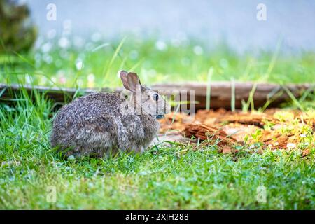 Deception Pass State Park, Washington, USA.  Brush Rabbit in North Beach area munching grass. Stock Photo