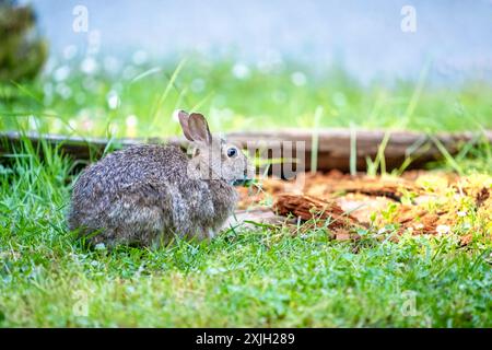 Deception Pass State Park, Washington, USA.  Brush Rabbit in North Beach area munching grass. Stock Photo