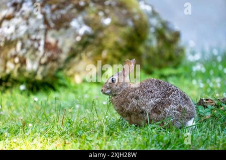 Deception Pass State Park, Washington, USA.  Brush Rabbit in North Beach area munching grass. Stock Photo