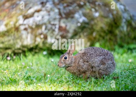 Deception Pass State Park, Washington, USA.  Brush Rabbit in North Beach area munching grass. Stock Photo