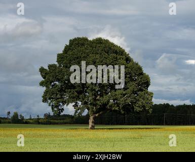 Big lonely tree in a field of yellow flowers. Stock Photo