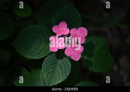 A close-up of a cluster of pink hydrangea flowers. The flowers are in full bloom and have a delicate, ruffled appearance. Stock Photo