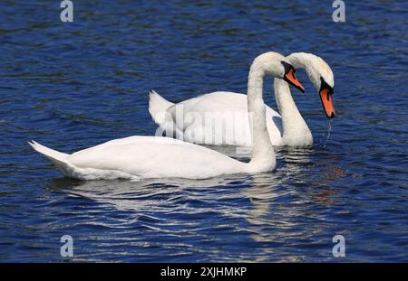 Mute swan couple floating on Ontario Lake, Canada Stock Photo