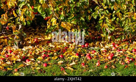 Food waste. Imperfect, blemished or simply the wrong colour for supermarkets, apples, picked and discarded left rotting on the ground under the apples Stock Photo