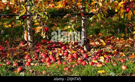 Food waste. Imperfect, blemished or simply the wrong colour for supermarkets, apples, picked and discarded left rotting on the ground under the apples Stock Photo