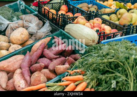 A variety of fresh produce sits in plastic crates at a market.  Sweet potatoes, carrots, squash, apples and rutabagas are all on display. Stock Photo