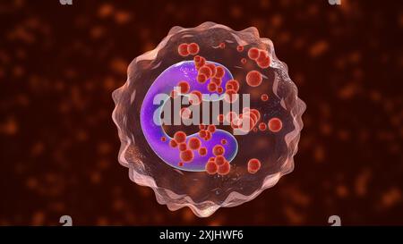 Eosinophils asthma cells medical concept Stock Photo