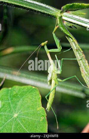 Miomantis caffra, the South African preying mantis still with small wings that are yet to expand after a molt Stock Photo