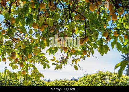 Lemons on lemon tree against blue sky Stock Photo