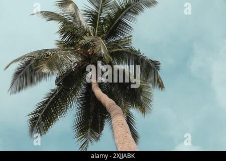 Coconut palm tree, Cocos Nucifera, with green leaves isolated on with blue sky background. Single coconut tree Stock Photo