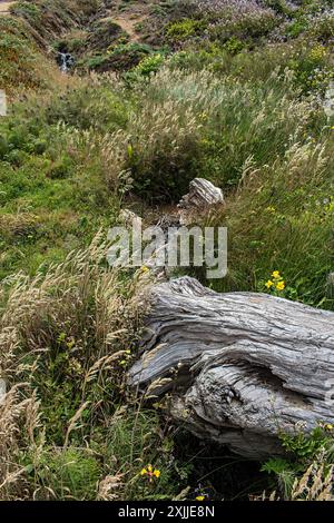 Point Reyes National Seashore, California, USA Stock Photo