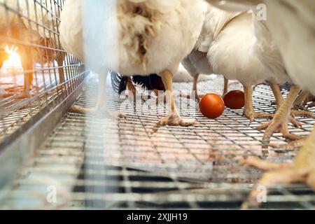 Chicken egg on a grid in a cage with chickens. Layer farm. Stock Photo