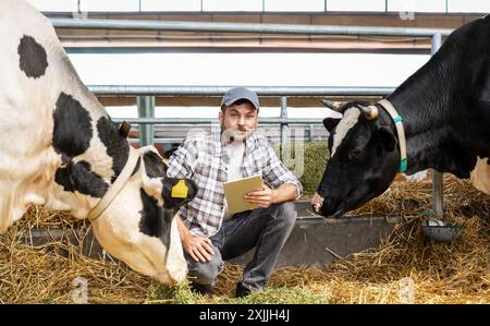 A male farm worker inspects cows on a livestock farm. Stock Photo