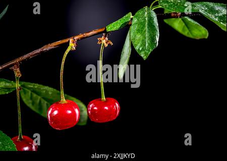 Wild cherry on a black background Stock Photo