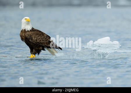 Bald eagle perched on floating ice in Kenai Fjords Alaska Stock Photo