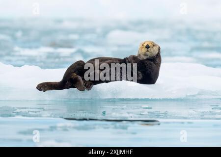 Northern sea otter resting on iceberg in Alaska Stock Photo