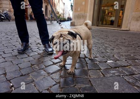 A pug on a walk in Rome Stock Photo