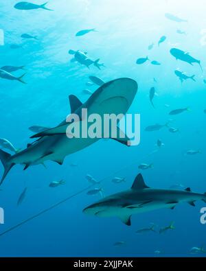 Sharks circle beneath the surface in clear blue Caribbean waters Stock Photo