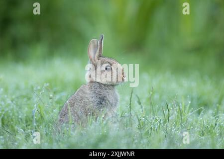 Young rabbit at High Batts Nature Reserve, near Ripon, North Yorkshire Stock Photo