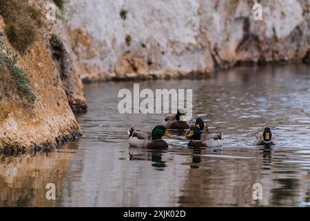 Cala Murada, ducks in Torrent des Fangar, Manacor, Majorca, Balearic Islands, Spain. Stock Photo