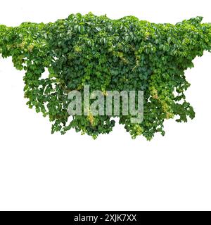 Cutout ivy with lush green foliage, Virginia creeper, wild climbing bush vine as top frame, isolated on white with clipping path Stock Photo