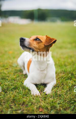 Jack Russell Terrier Stock Photo