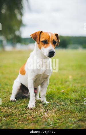 Jack Russell Terrier Stock Photo