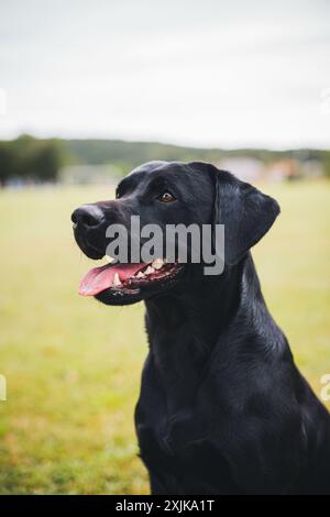 Labrador Retriever working line Stock Photo