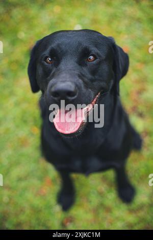 Labrador Retriever working line Stock Photo