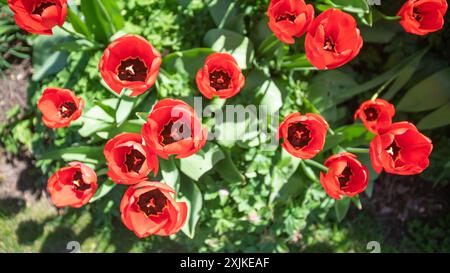 St Mary's Church with tulips, Arkesden, Essex at spring  ARKESDEN Essex UK Stock Photo
