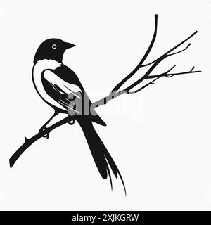Magpie sits on branch. Ink drawing, outline graphic style. Monochrome bird design element drawing isolated on white background Stock Vector