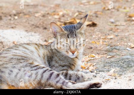 A serene image of a striped cat peacefully resting on the ground in an outdoor setting, surrounded by natural elements. Stock Photo