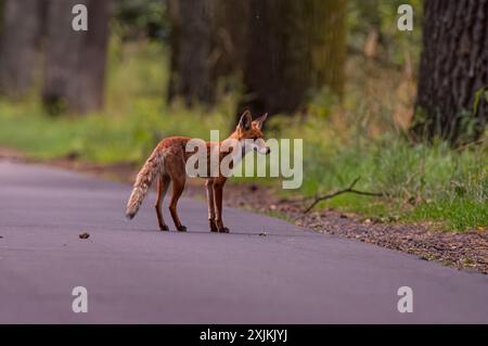 A Korean red fox standing on a paved path in a forest, surrounded by trees and greenery in daytime with blurred background Stock Photo