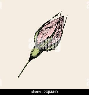 Wild rose flowers drawing and sketch with pointillism on white backgrounds. Vintage illustration of rosebud Stock Vector