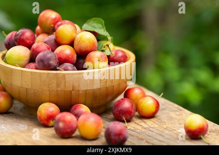 Fresh organic red plums in bowl on wooden table in the garden, summur fruit Stock Photo