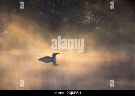 Red-throated loon (Gavia stellata) a misty morning in a bog lake Stock Photo