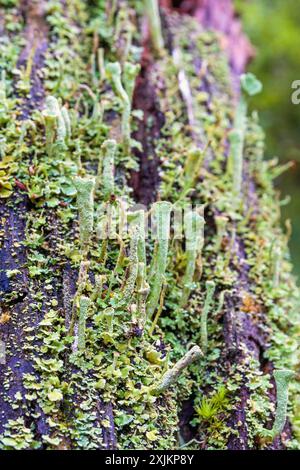 Close up at Trumpet cup lichen (Cladonia fimbriata) growing on a tree stump Stock Photo