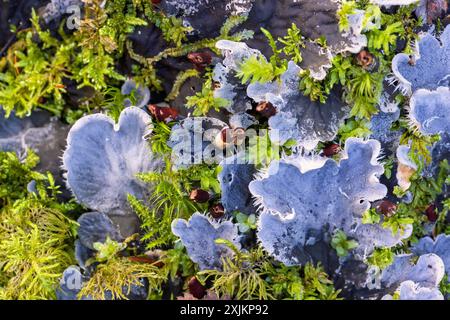 Dog lichen (Peltigera canina) growing in green moss Stock Photo