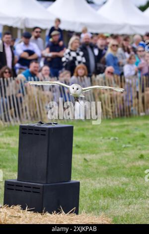 Captive bred Barn Owl (Tito alba) at a display ground. Stock Photo