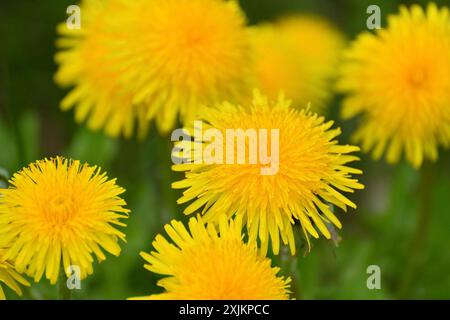 Several yellow dandelions close up on the lawn Stock Photo