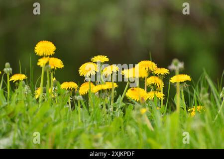 Several yellow dandelions on the lawn Stock Photo