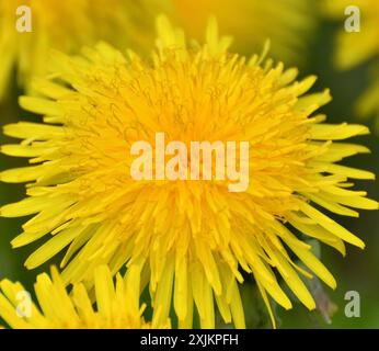 Several yellow dandelions close up on the lawn Stock Photo